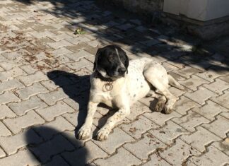 The Specter Bridegroom part 4