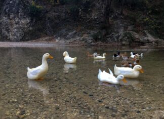 The Institutes 535 CE part 35