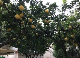 The Institutes 535 CE part 12